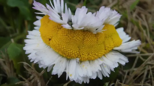 Flor com vários miolos