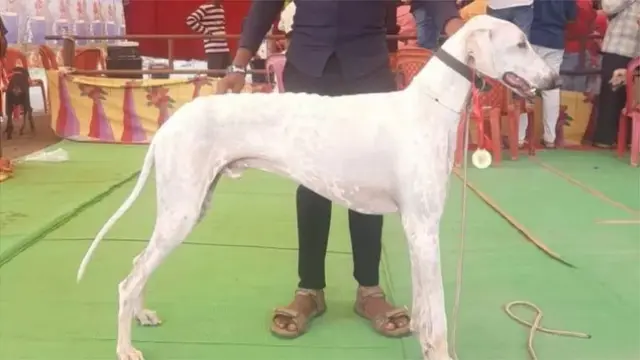 ముధోల్ కుక్కలు