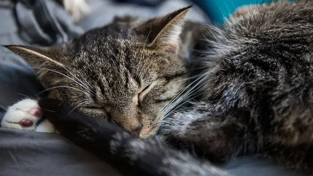 Спати після обіду слід не довше години, кажуть дослідники