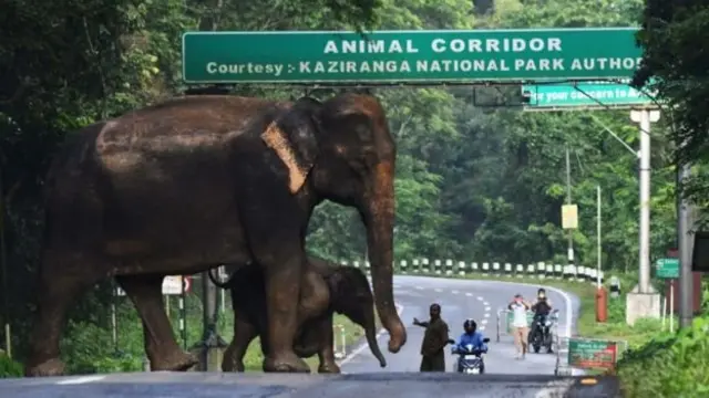 මෙම වසරේ මෝසම් වැසි නිසා වනෝද්‍යානයේ 85% ක ප්‍රමාණයක් ජලයෙන් යටවී තිබේ.