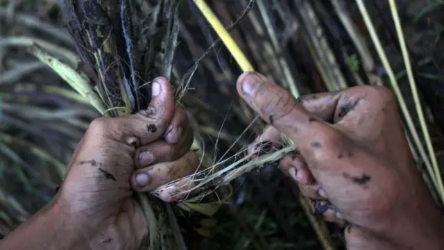 কাঁচা পাট।