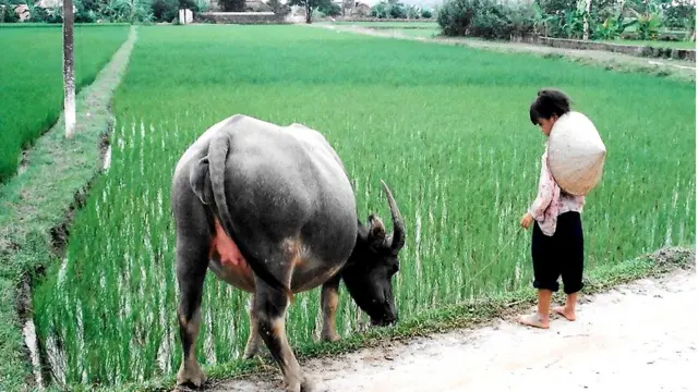 Em bá chăn trâu