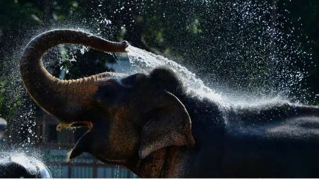 હાથીની તસવીર