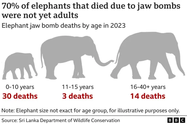 Infographic on the number of elephants that died from jaw bombs in 2023.