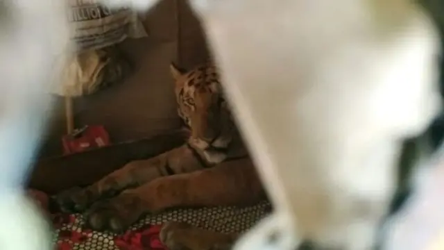 थकलेली वाघीण