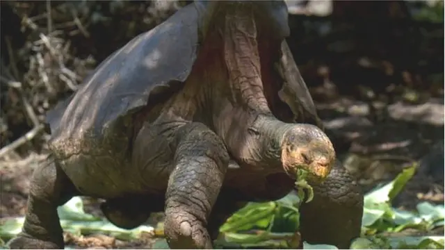 గెలపాగో తాబేలు