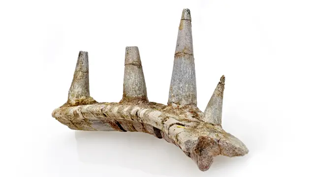 முள் எலும்பு.