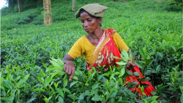 চা শ্রমিক