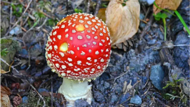 ઝેરી મશરૂમને ઓળખવાં મુશ્કેલ છે