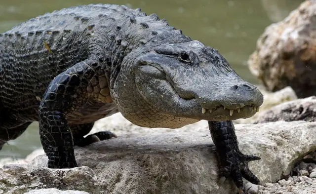 La palabra caimán tiene su origen en las islas del Caribe.