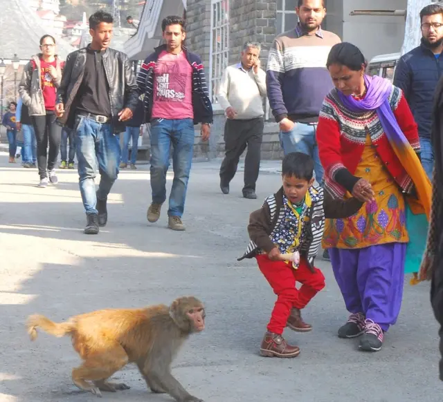 बंदर, हिमाचल प्रदेश, शिमला