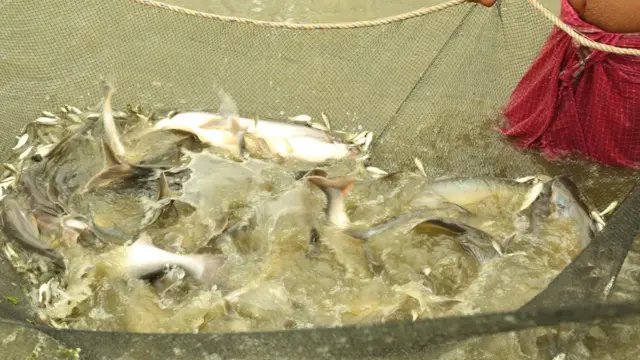 मछली पालन