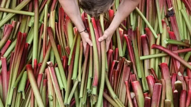 ரூபார்ப் தண்டுகள்