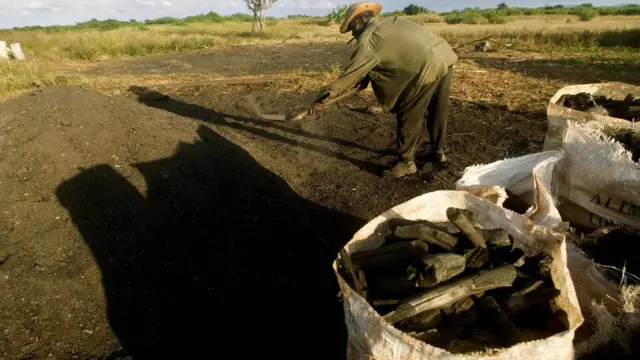 Producción del carbón de marabú