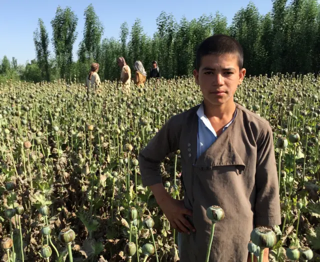 Workers in an opium field