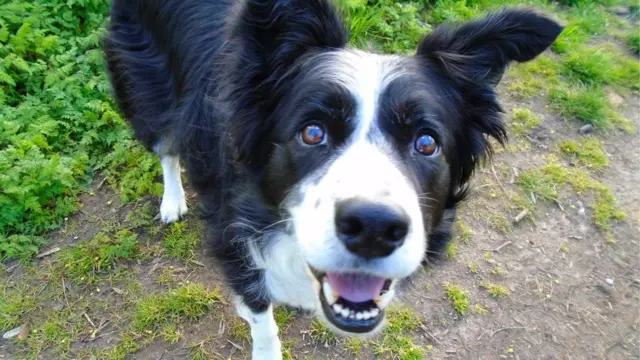 நாய்கள் - ஆனந்த கண்ணீர்