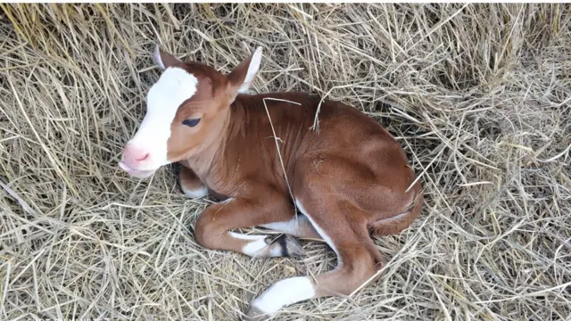 গয়াল শাবক