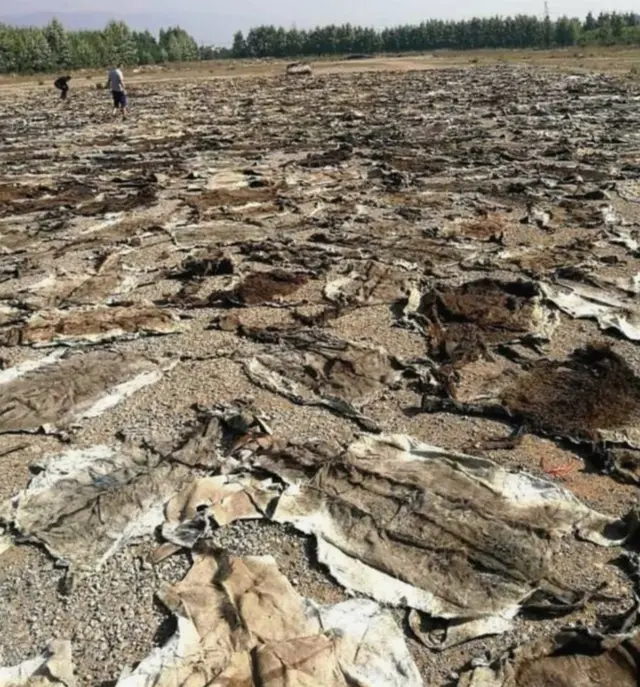 घाना में धूप में रखी सैकड़ों गधे की खाल