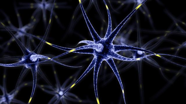 нейроны коры головного мозга