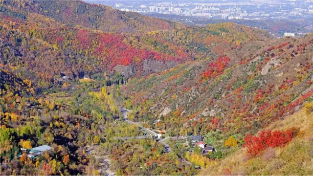 Les ancêtres des nombreuses variétés de pommes que nous apprécions aujourd'hui proviennent de la campagne du Kazakhstan.