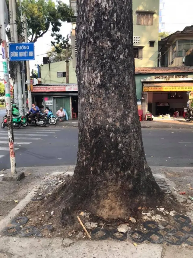 Cây cổ thụ