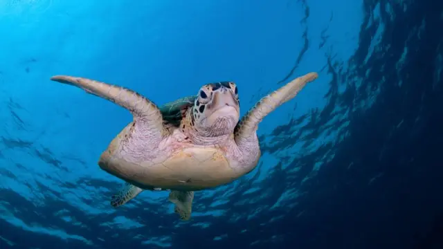 Зеленая черепаха