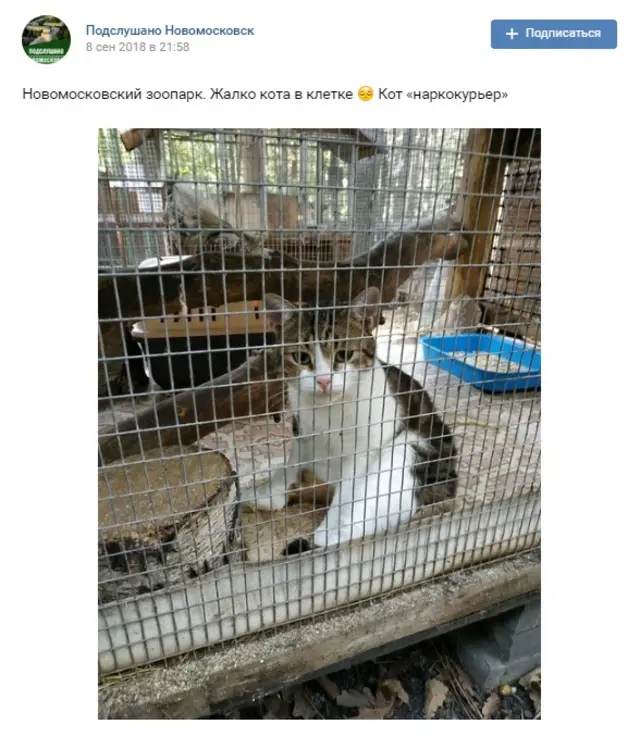 Скрин с фото кота из ВК