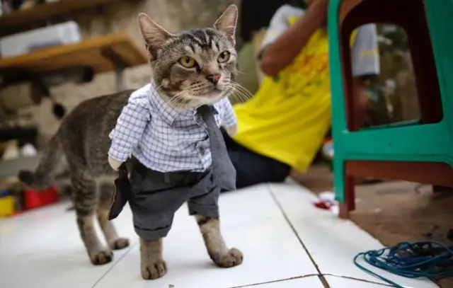 A cat wears a fancy outfits made by cat tailor Fredi Lugina Priadim in a workshop in Bogor, Indonesia, 02 December 2020