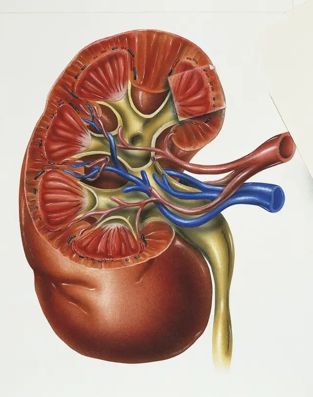 కిడ్నీ (ఇలస్ట్రేషన్)