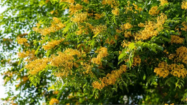 မွှေးလွန်းလို့ပျားတောင်တောက်သွားလောက်တယ်ဆိုတဲ့ ပျားတောက်ပန်း သို့မဟုတ် ပိတောက်ပန်း