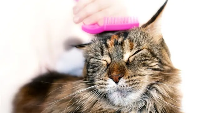 Домашней кошке ни к чему стая, ей и одной отлично среди людей