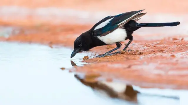 طائر العقعق