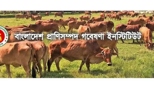 বাংলাদেশ প্রাণী সম্পদ গবেষণা ইন্সটিটিউটের বিজ্ঞানীরা গবাদি পশুর ওপর নানা গবেষণা করছেন