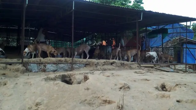 ခွေးဂေဟာ