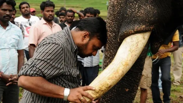 கும்கி 2 கதை என்ன?; ஜீவா நடிக்கும் ஜிப்ஸி - சுவாரசிய திரைத்துளிகள்