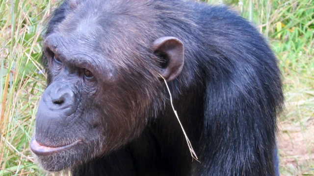 Ranar Alhamis masu bincike a Jami'ar St Andrews da ke Birtaniya sun fitar da hoton wannan birnin sanye da "dan kunne" ciyawa a Zambia - abin da suka ce wata hanya ce da dabbobi suke nuna dabi'arsu da kuma kwalliya.