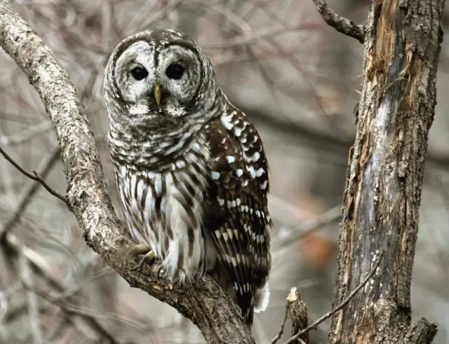 டான் பிரேக்: "அமெரிக்காவின் மிசெளரி மாநிலத்தில் ஆந்தைகள் பொதுவாக காணப்படுபவை, எங்கள் வீட்டு பின் முற்றத்தில் இருந்து சமையலறை ஜன்னலுக்குள் இந்த ஆந்தை வருவதுபோல் தெரிந்தது. அதன் இறகுகள் வண்ணக் கலவைகளுடன் பார்ப்பதற்கே ரம்யமாக இருந்தது. அதை நான் நன்றாக பார்ப்பதற்கு முன்பு அது என்னை பார்த்துவிட்டது."