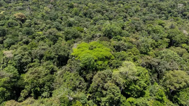 જંગલની સાંકેતિક તસવીર