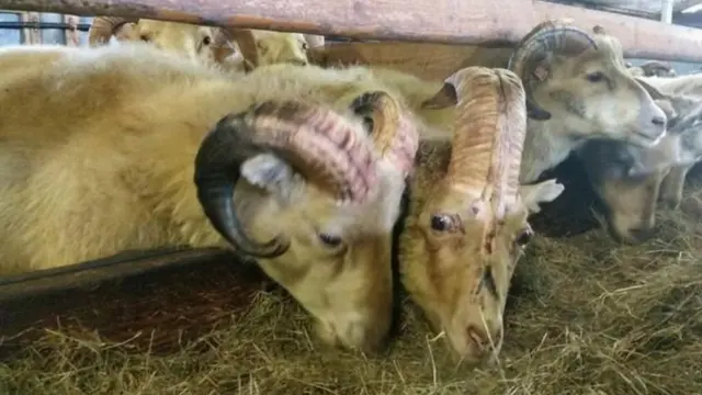 Уникальный вид барана может спасти его от бойни