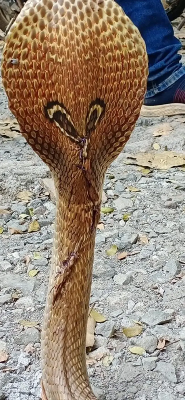 जखम मोठी असल्याने नागावर तत्काळ शस्त्रक्रिया करणं गरजेचं होतं.