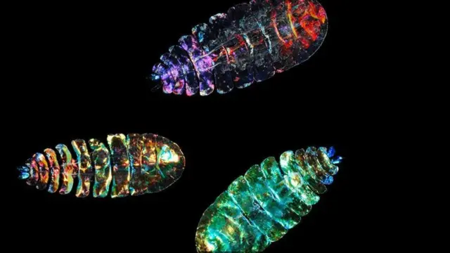 Морський планктонний копепод