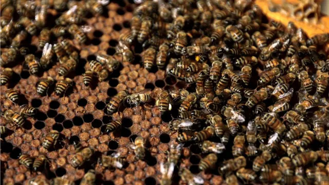 తేనెటీగల థెరపీ