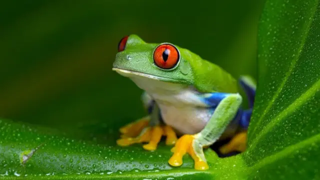 La increible pero cierta historia de como los medicos utilizaban ranas para realizar pruebas de embarazo BBC News Mundo