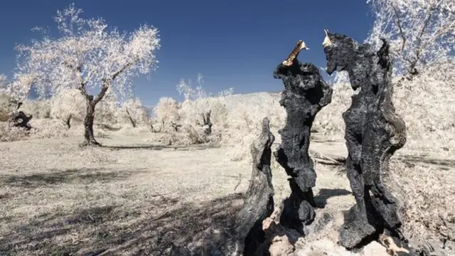 حطام أشجار محترقة