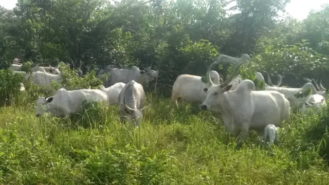 Ehi na-ata ihe n'ime ọhịa