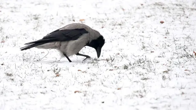 Московские вороны приспособились к московской зиме