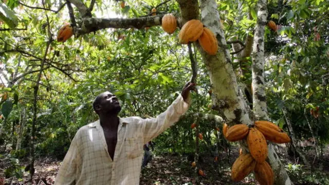 Плантація дерев какао у Кот-д'Івуарі