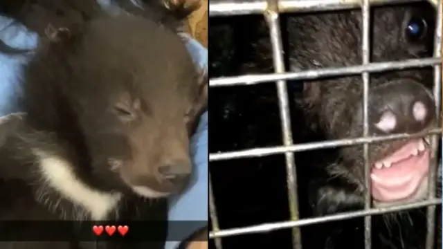 پاکستان، ریچھ