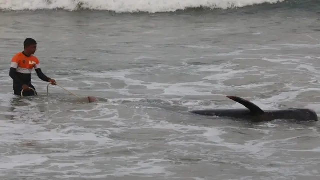 श्रीलङ्का ह्वेल