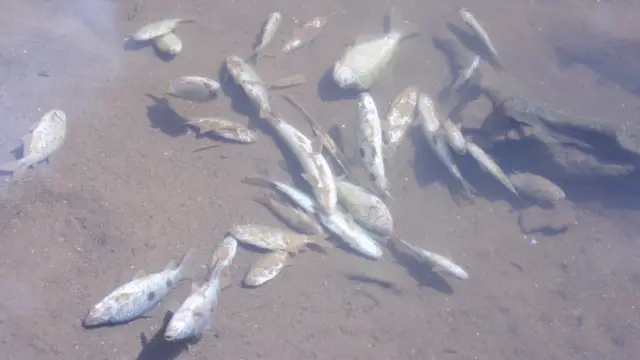 Peixes mortos no rio Araguari